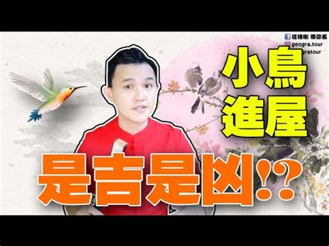 鸚鵡飛進家裡代表什麼|【家裡出現鳥】家裡鳥進來有什麼好兆頭？自來鳥寓意大公開！